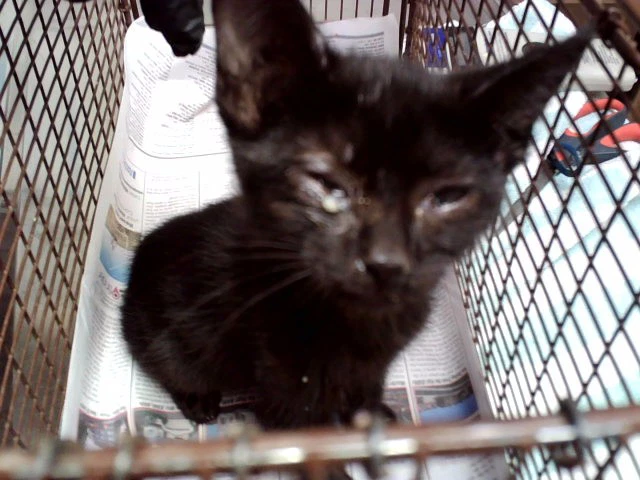 Bagheera