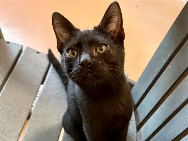 Bagheera - Domestic Short Hair