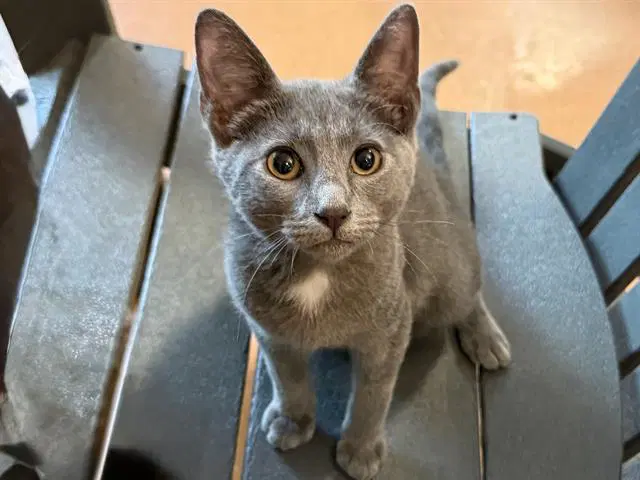 Ren - Domestic Short Hair
