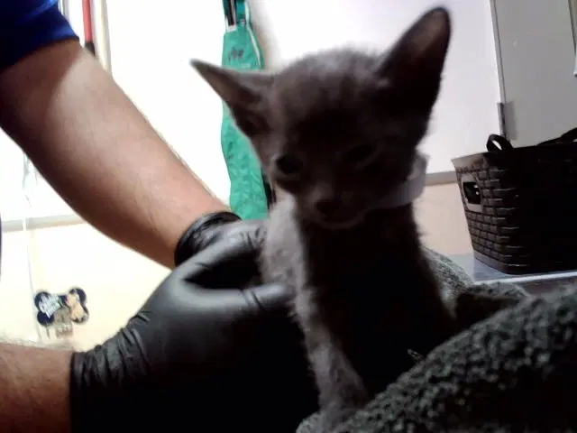 Rockette - Domestic Short Hair