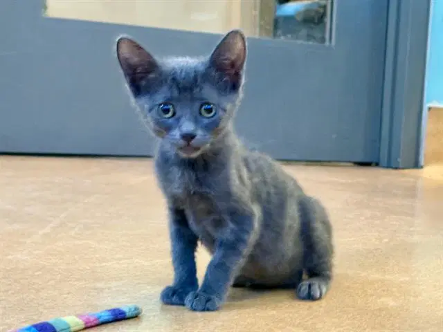Rockette - Domestic Short Hair