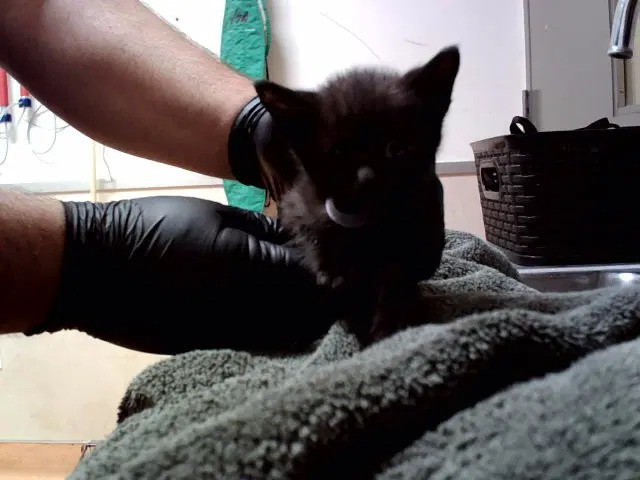 Bullwinkle - Domestic Short Hair