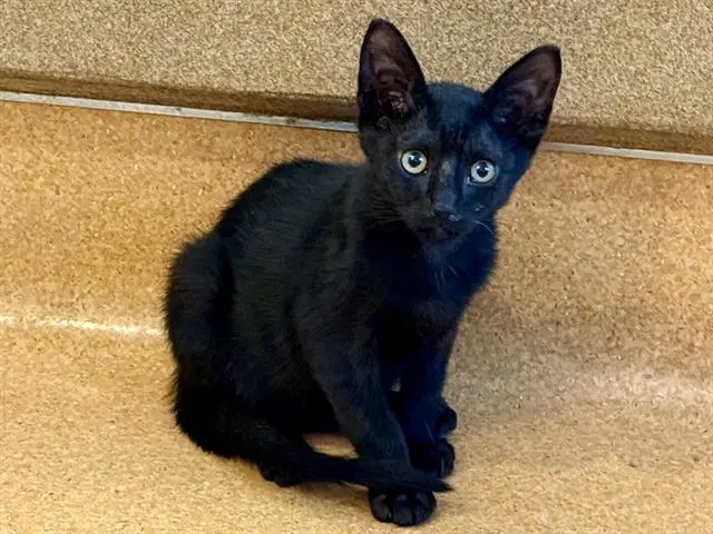 Bullwinkle - Domestic Short Hair