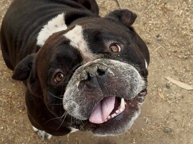 Biggie - English Bulldog