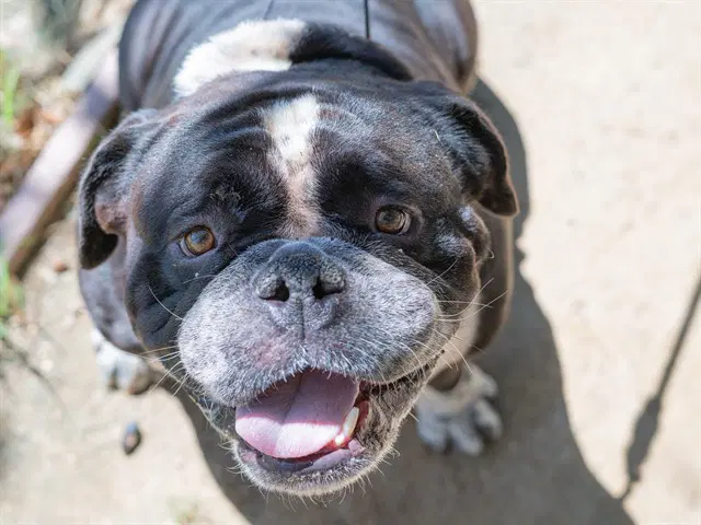 Biggie - English Bulldog