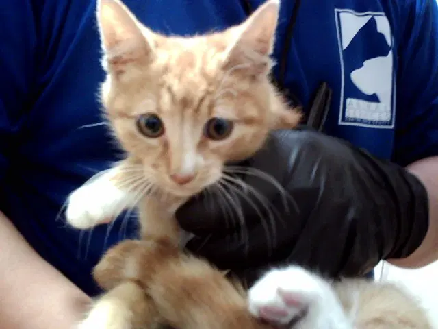 Sir Pounce - Domestic Medium Hair