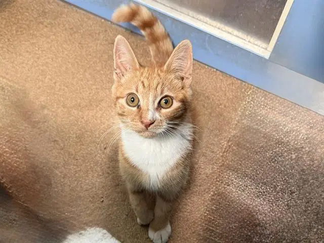 Sir Pounce - Domestic Medium Hair