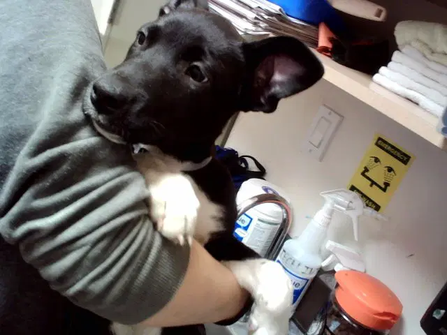 Crimson - Pit Bull Terrier