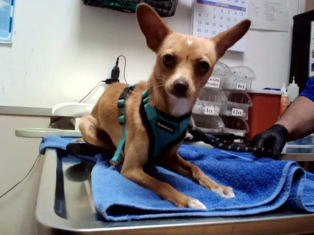 Canelita - Chihuahua