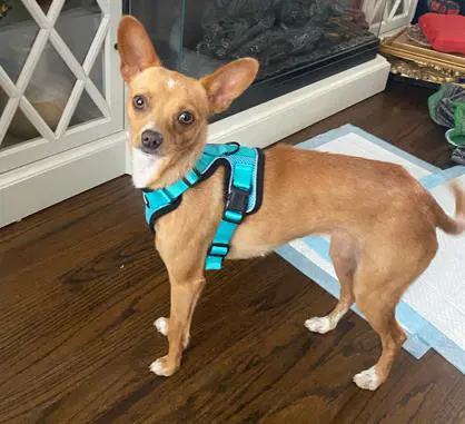 Canelita - Chihuahua