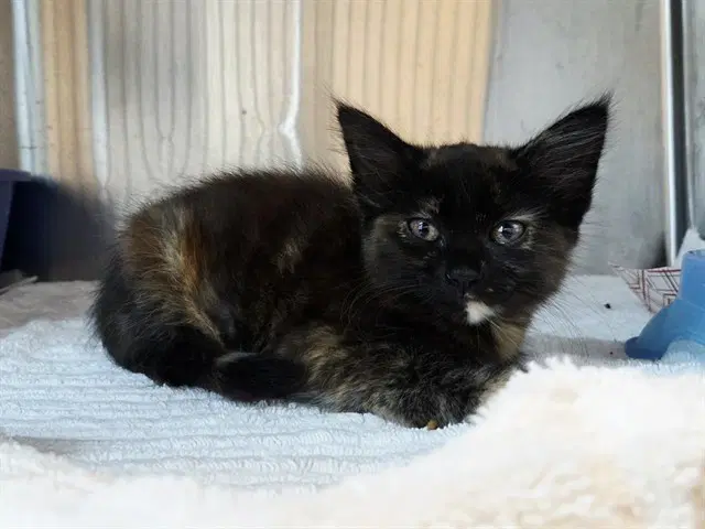 Unknown - Domestic Medium Hair
