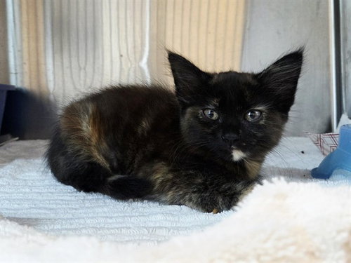 picture of the cat needing adoption