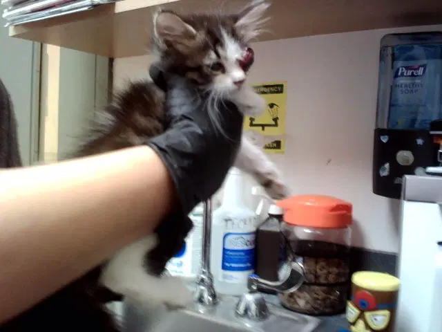 Unknown - Domestic Medium Hair