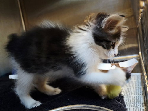 picture of the cat needing adoption