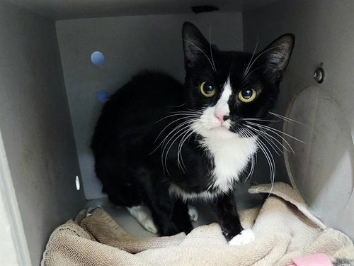 picture of the cat needing adoption