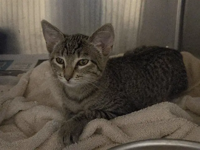 Unknown - Domestic Short Hair