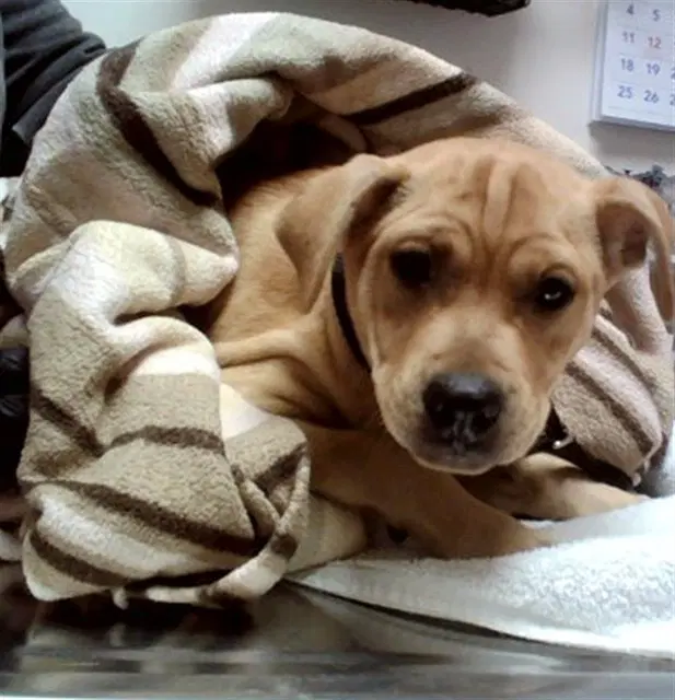 Unknown - Pit Bull Terrier