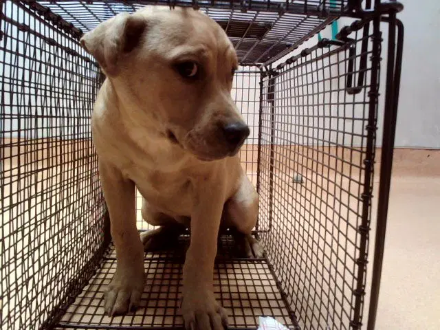 Unknown - Pit Bull Terrier
