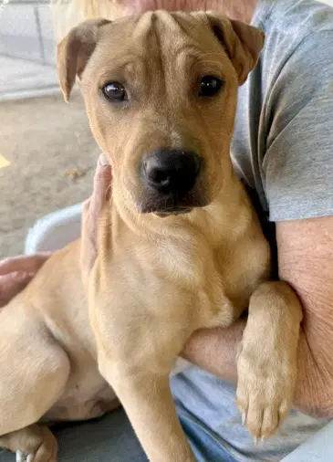 Unknown - Pit Bull Terrier