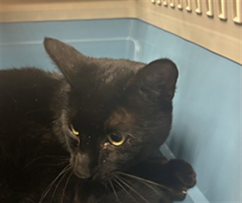 picture of the cat needing adoption