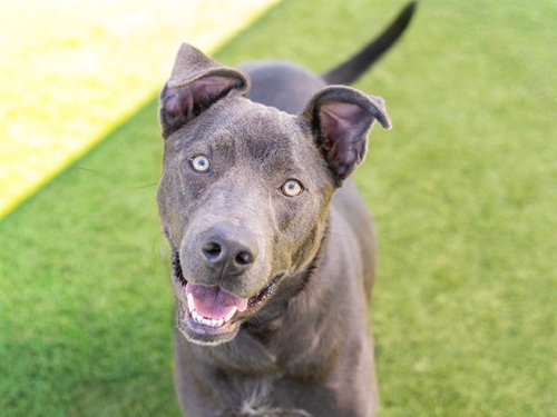 OLIVER, a dog for adoption from Contra Costa Animal Services