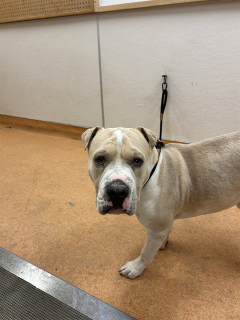 picture of the dog needing adoption