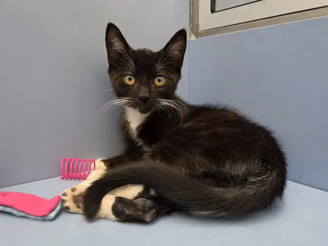 Jason - Domestic Short Hair
