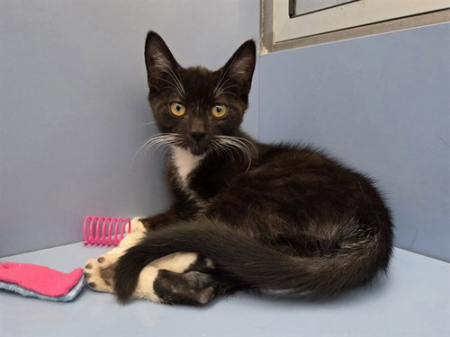 picture of the cat needing adoption