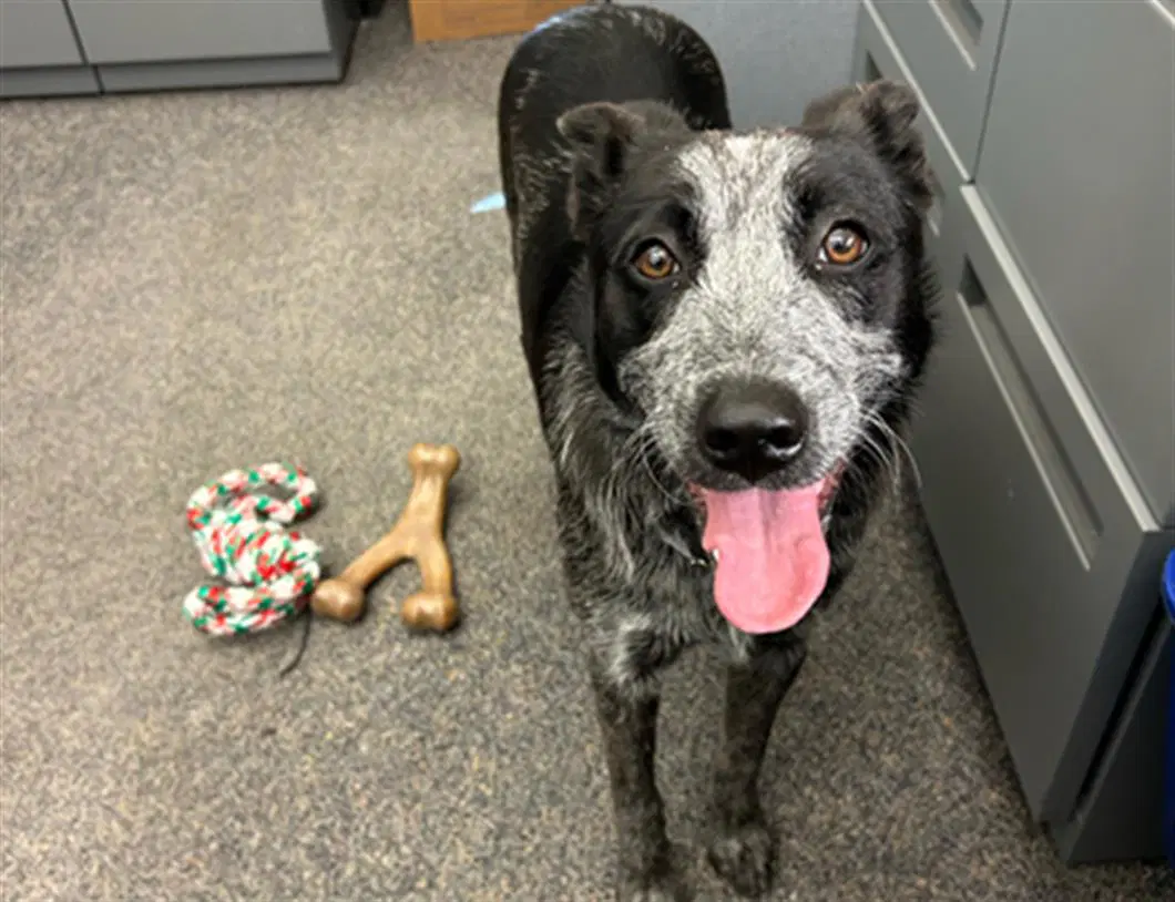 Penny - Australian Cattle Dog/Blue Heeler