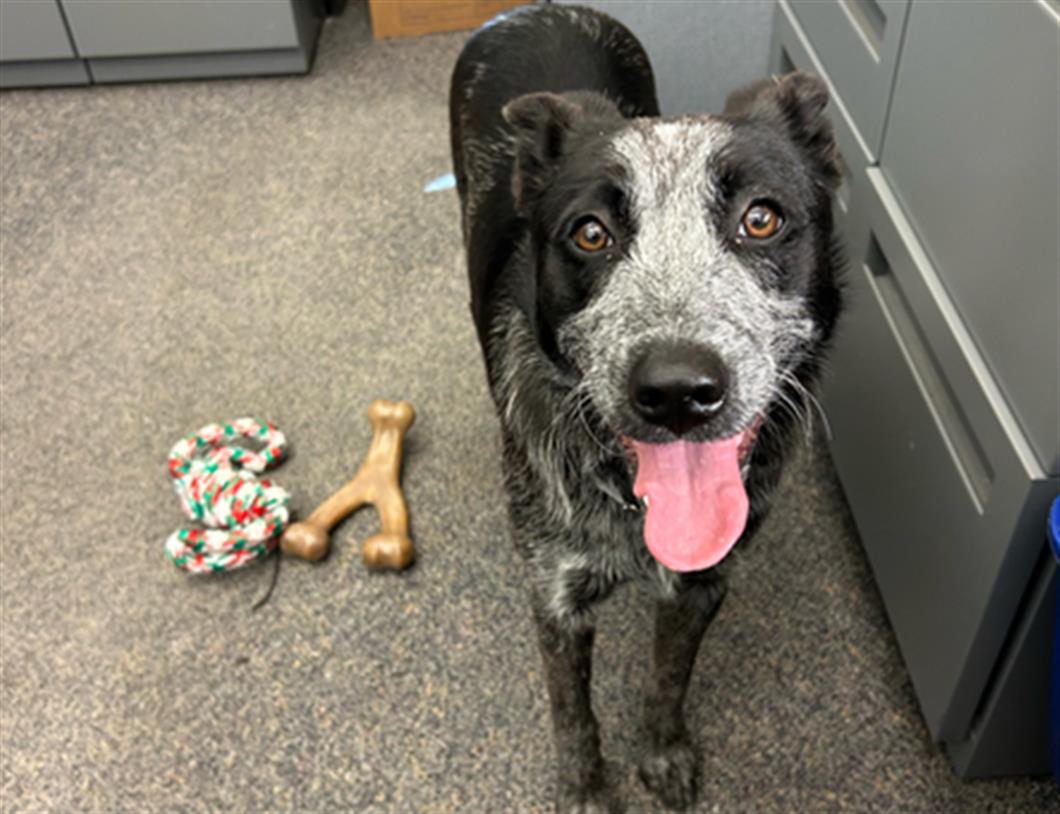 Penny