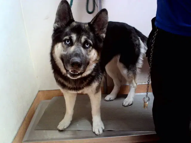 Unknown - German Shepherd Dog