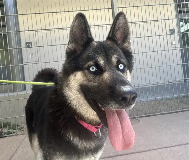 Unknown - German Shepherd Dog