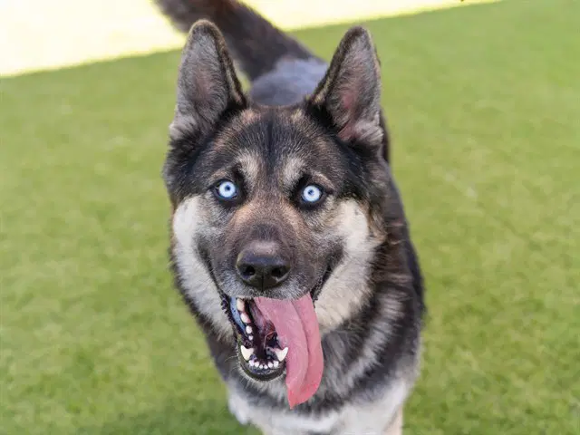 Unknown - German Shepherd Dog
