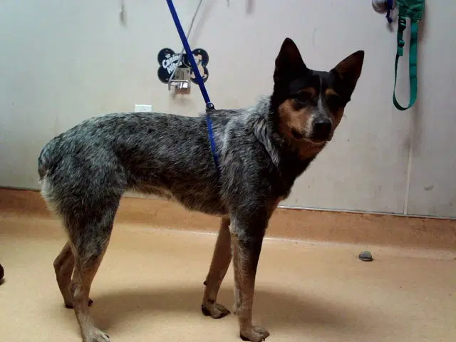 Unknown - Australian Cattle Dog/Blue Heeler