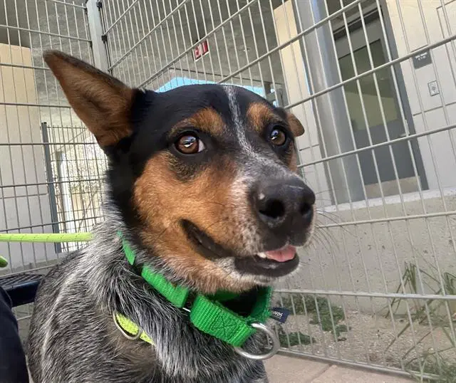 Unknown - Australian Cattle Dog/Blue Heeler