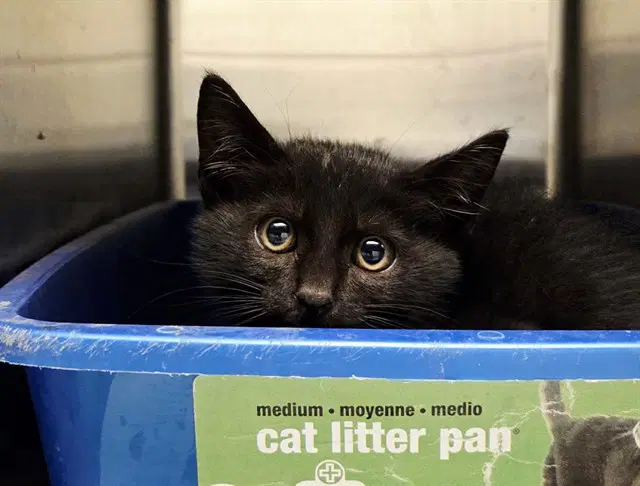 Unknown - Domestic Short Hair