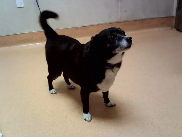 Smokey Joe - Terrier
