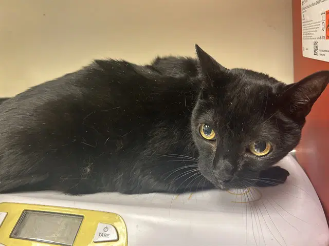 Stellara - Domestic Short Hair