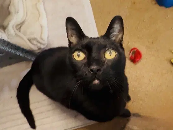 Stellara - Domestic Short Hair