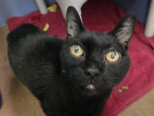 STELLARA, a cat for adoption from Contra Costa Animal Services