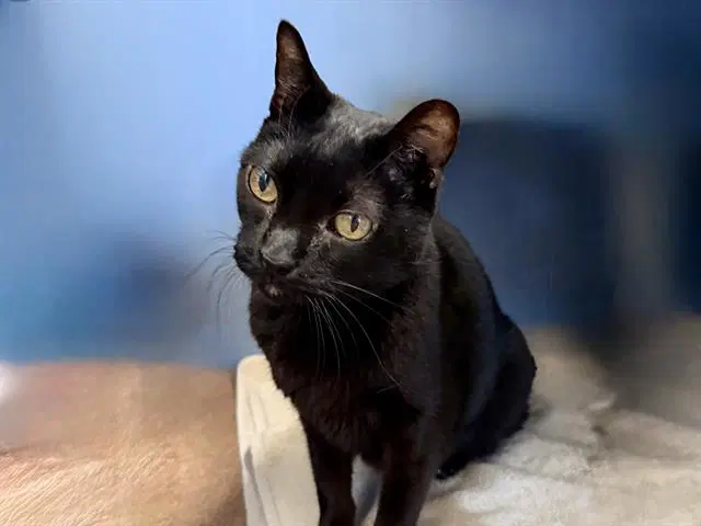 Stellara - Domestic Short Hair