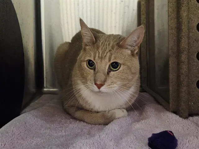 Ginger - Domestic Short Hair