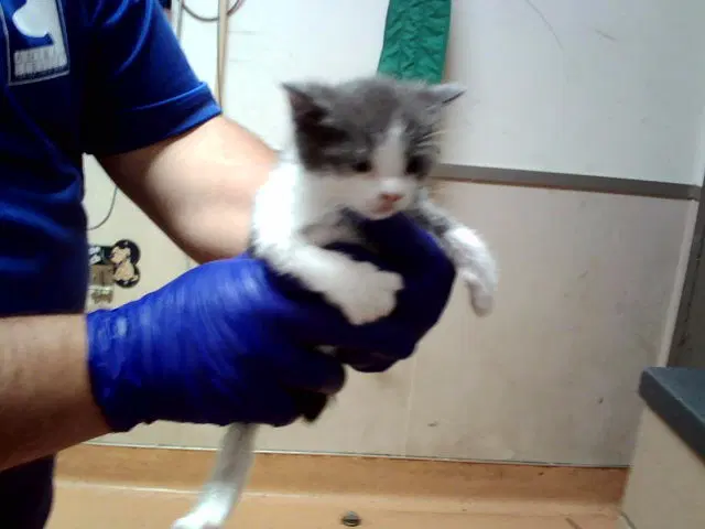 Mooki - Domestic Short Hair