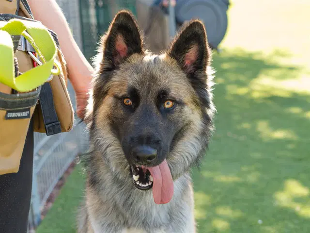 Theodore Seville - German Shepherd Dog