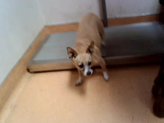 Lucybean - Terrier