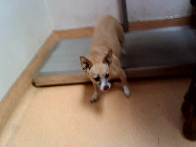 Lucybean