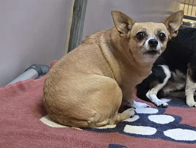 Lucybean - Terrier