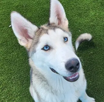 Valor - Siberian Husky