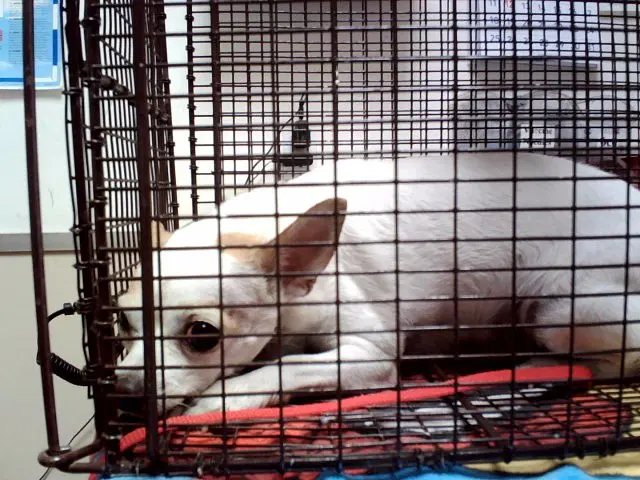 Nina Girl - Chihuahua