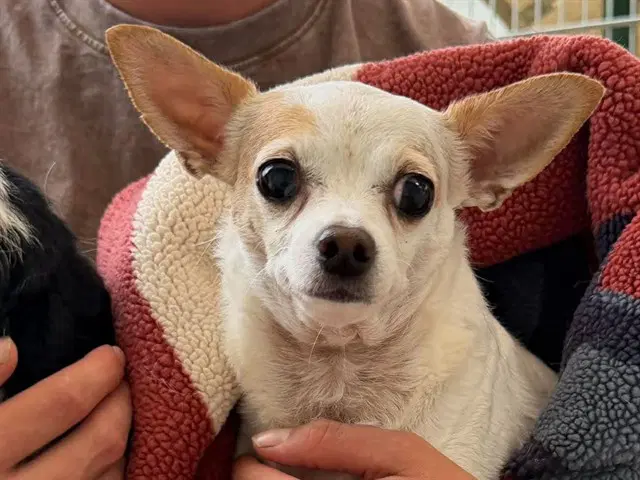 Nina Girl - Chihuahua
